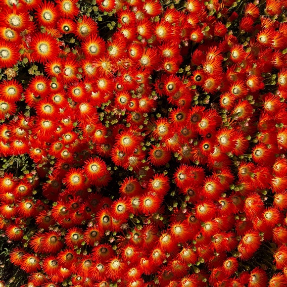 Meet your Posher, Cora - Picture 1 of 1